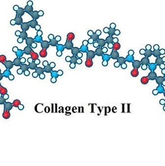 Collagen Type 2 - Là một Protein giữ vai trò quan trọng trong cấu tạo của sụn, xương ở con người.